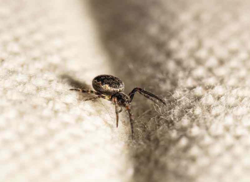 3 remèdes de grand-mère pour éloigner les araignées naturellement